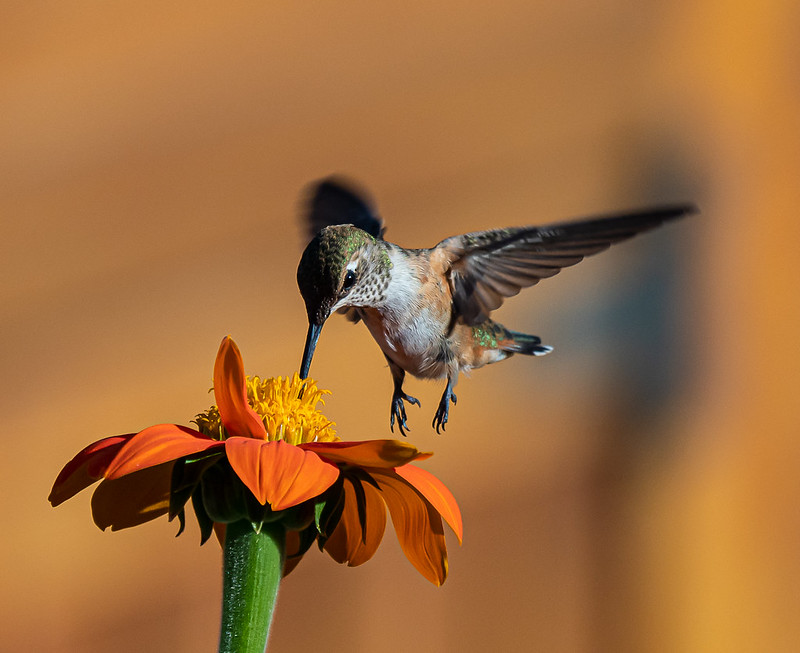 Allen's Hummingbird