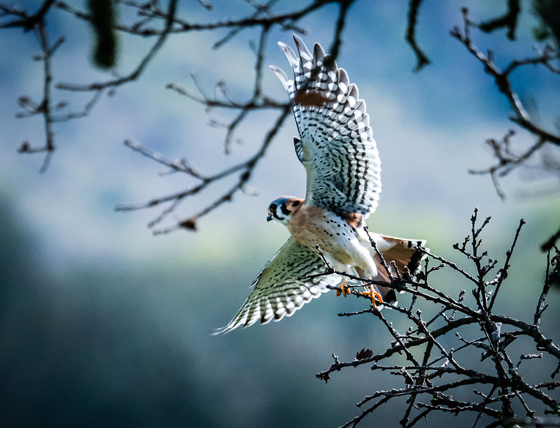 American Kestrel