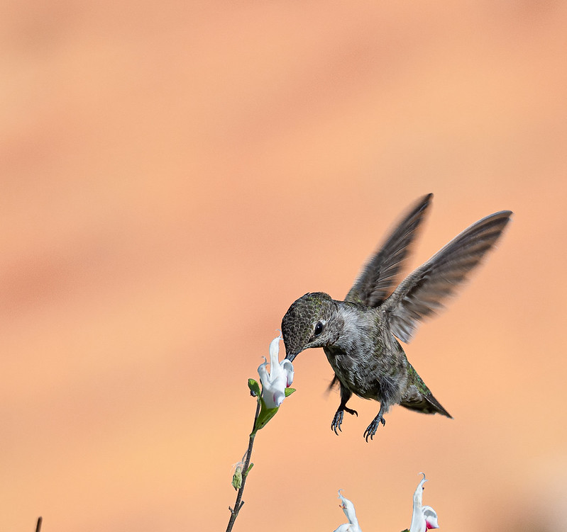 Anna's Hummingbird