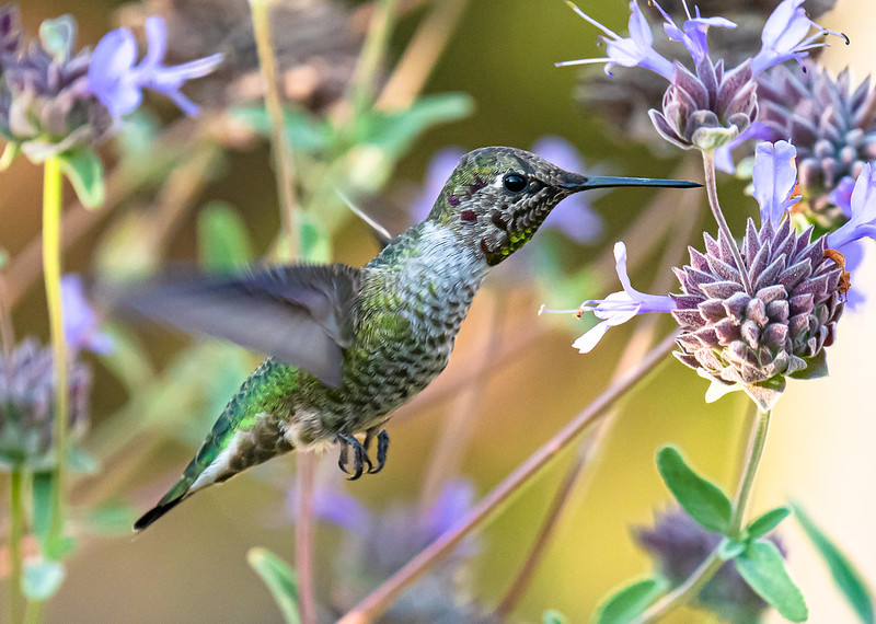 Anna's Hummingbird