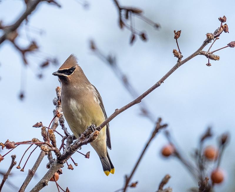 Cedar Waxwing