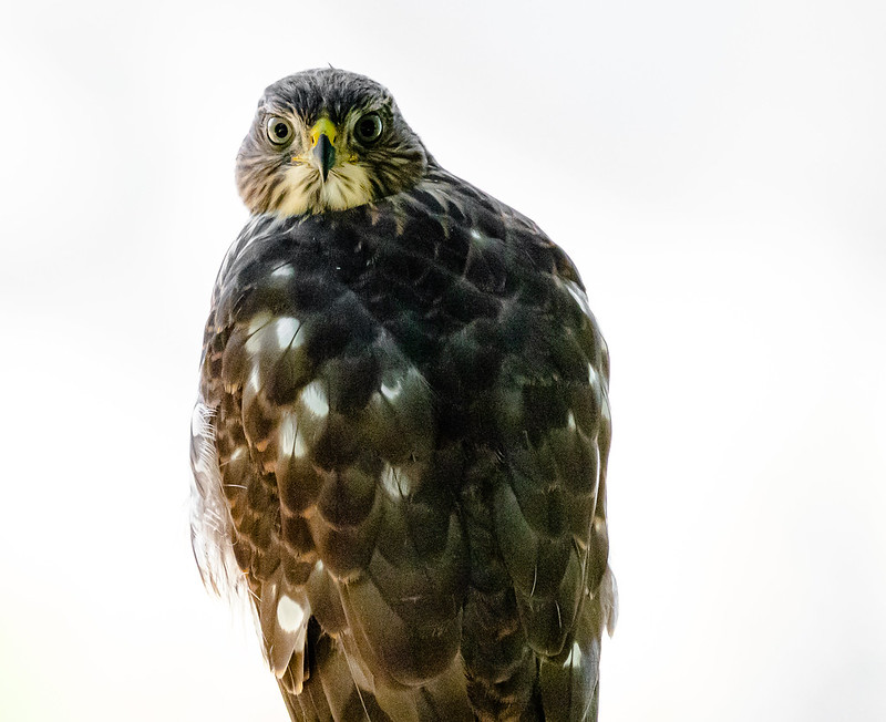 Cooper's Hawk