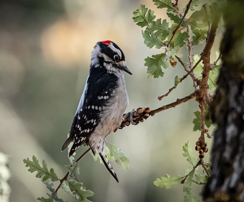 Downy Woodpecker