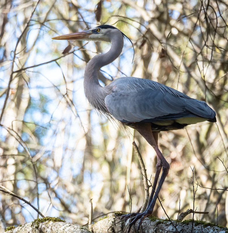 Great Blue Heron