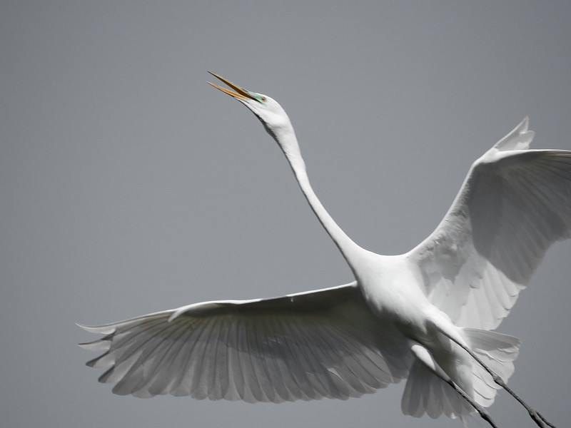 Great Egret