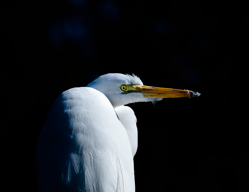 Great Egret
