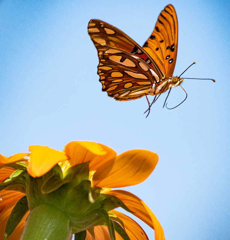 Gulf Fritillary Butterfly