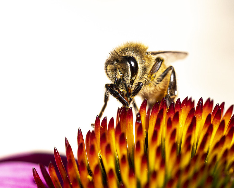 Honeybee