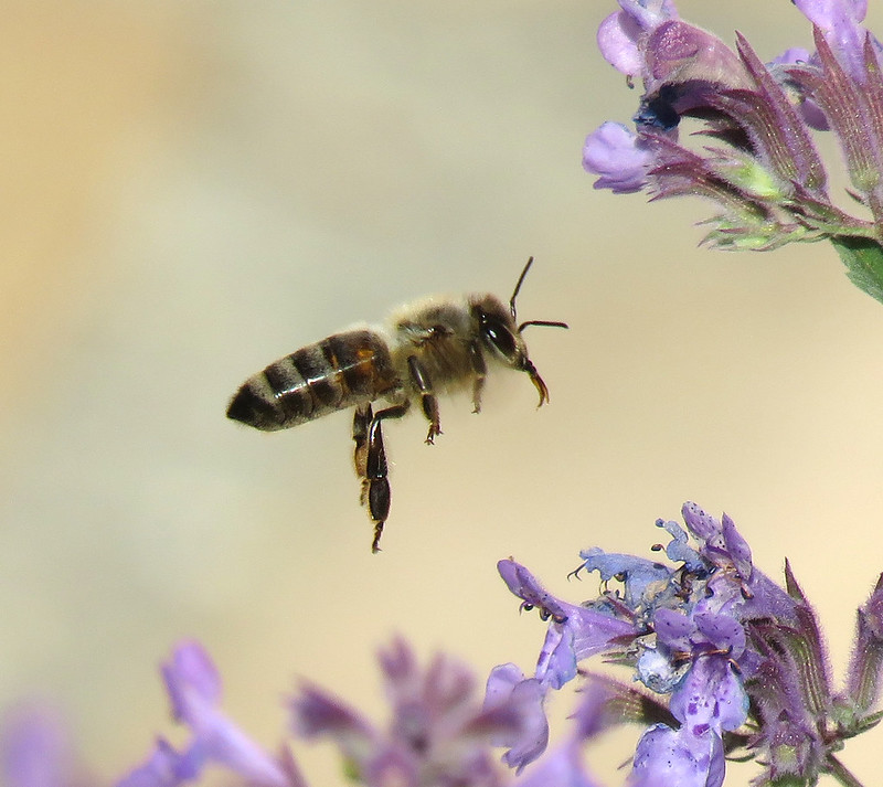 Honeybee
