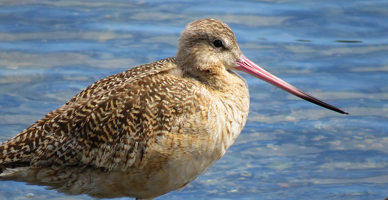Marbled Godwit