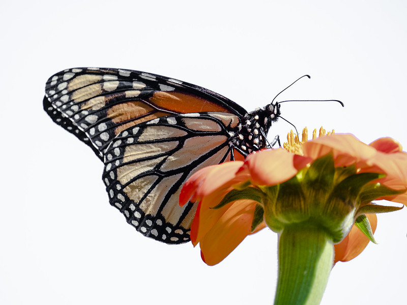 Monarch Butterfly