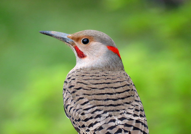Northern Flicker