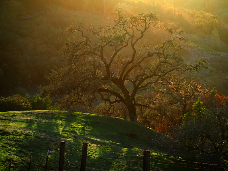 Oak Trees