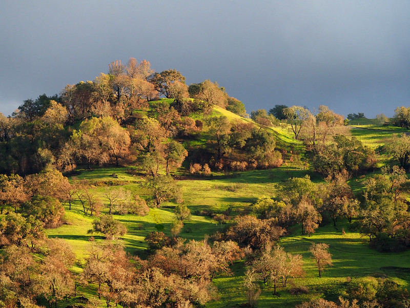 Oak Trees