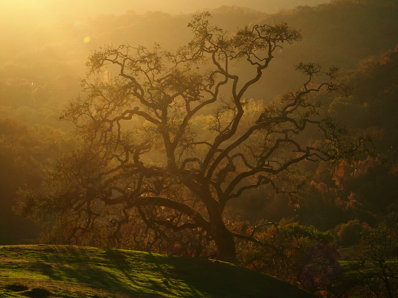 Oak Trees