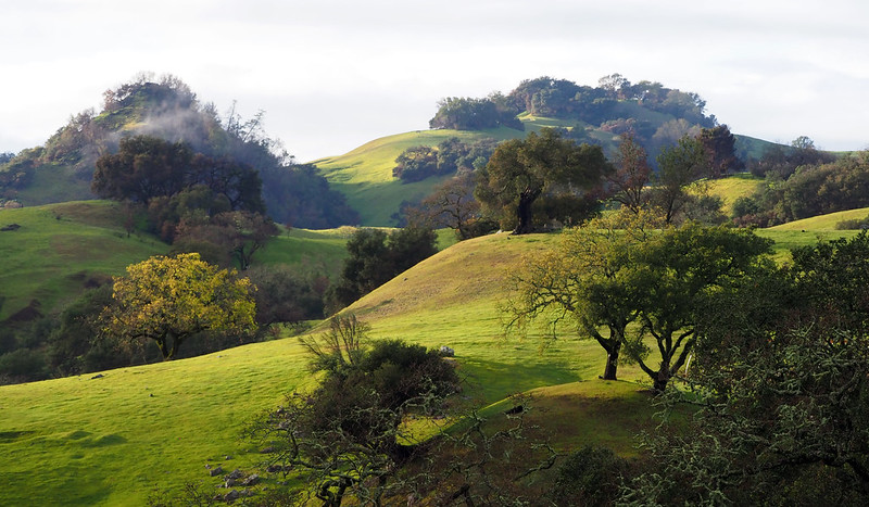 Oak Trees