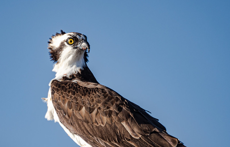 Osprey