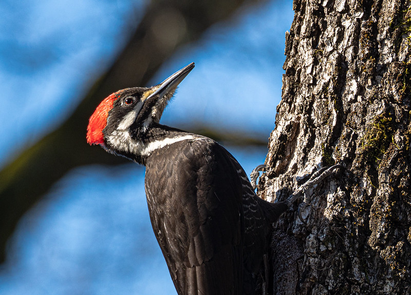 Pileated Woodpecker