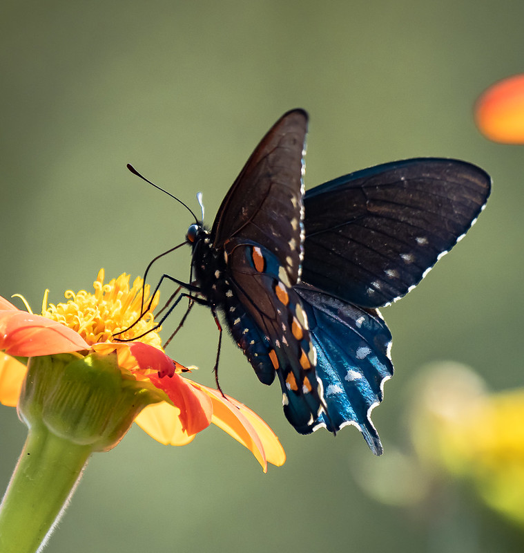 Pipevine Swallowtail Butterfly