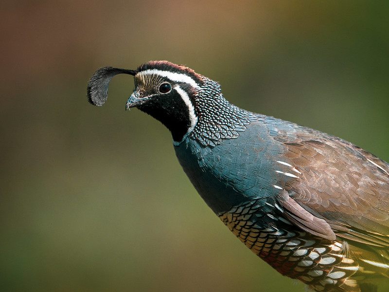 California Quail