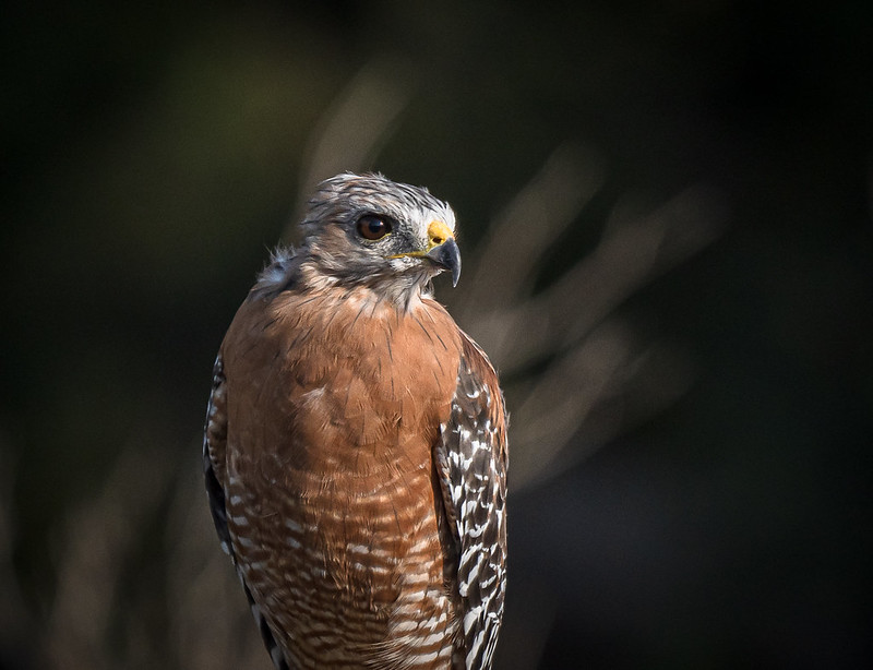 Red-Shouldered Hawk