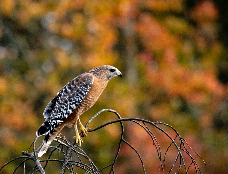 Red-Shouldered Hawk