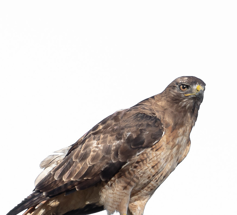 Red-Tailed Hawk