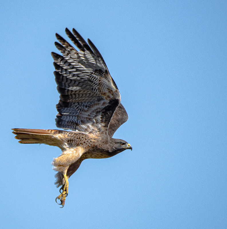 Red-Tailed Hawk