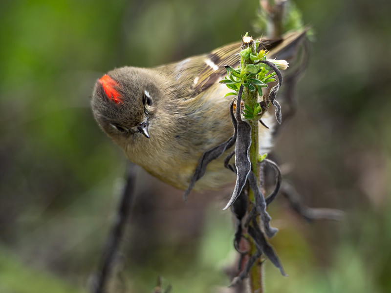 Ruby-Crowned Kinglet