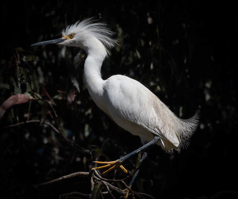 Snowy Egret