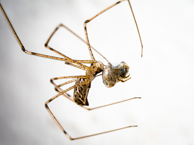 Spider with honeybee
