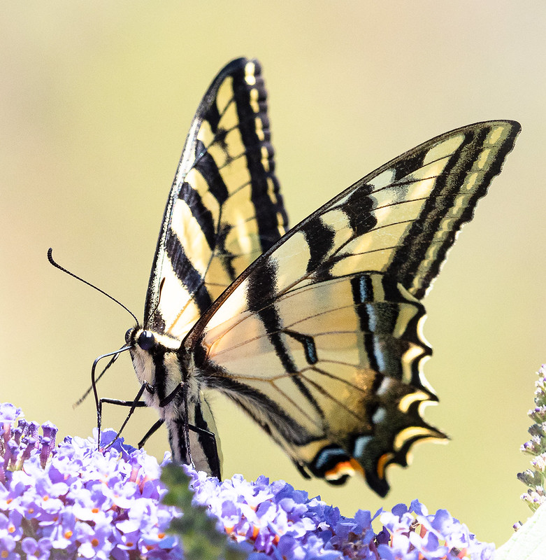 Tiger Swallowtail Butterfly