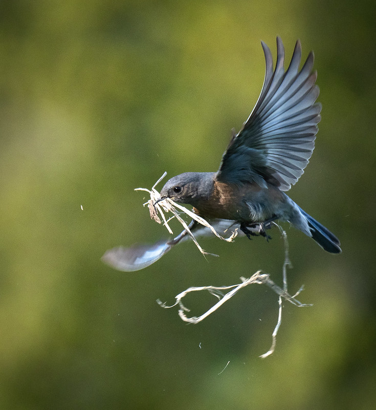 Western Bluebird