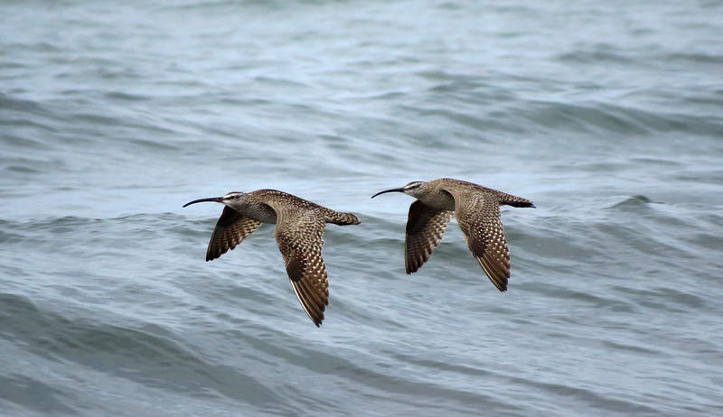 Whimbrel