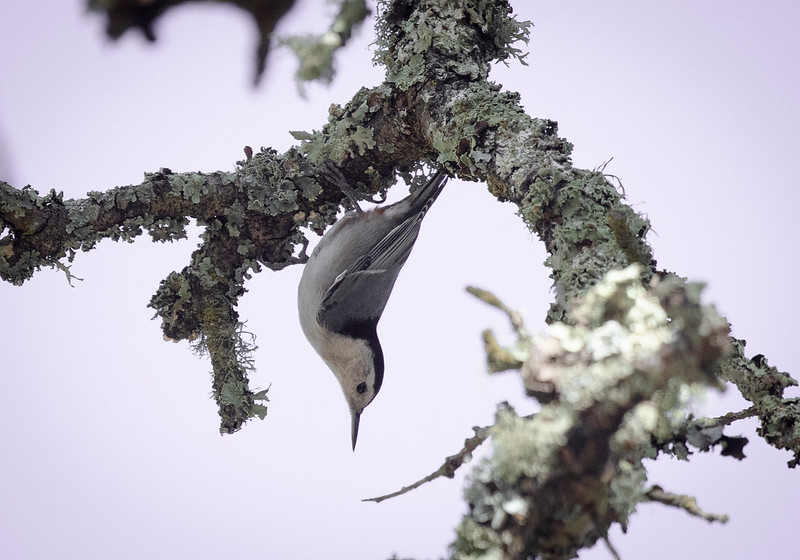 White-Breasted Nuthatch