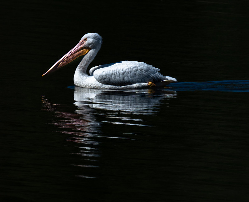White Pelican