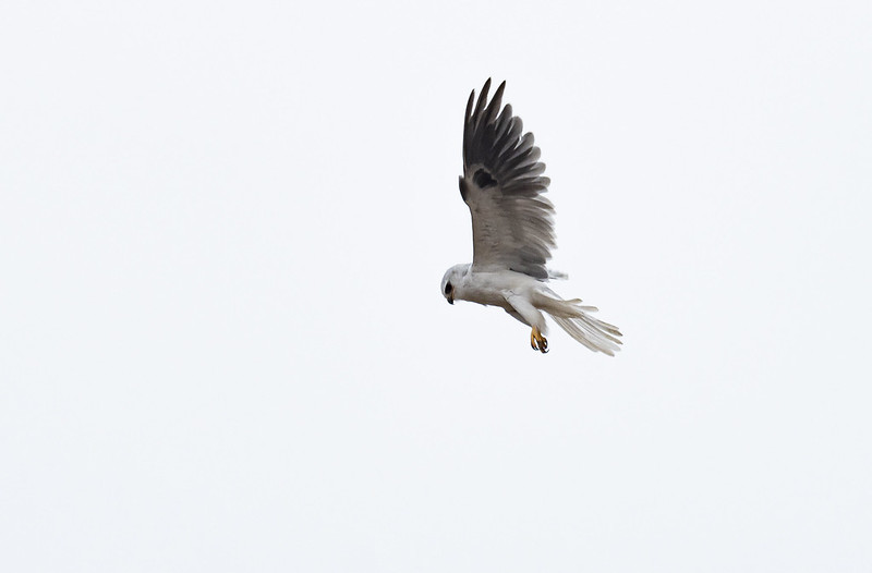 White Tailed Kite