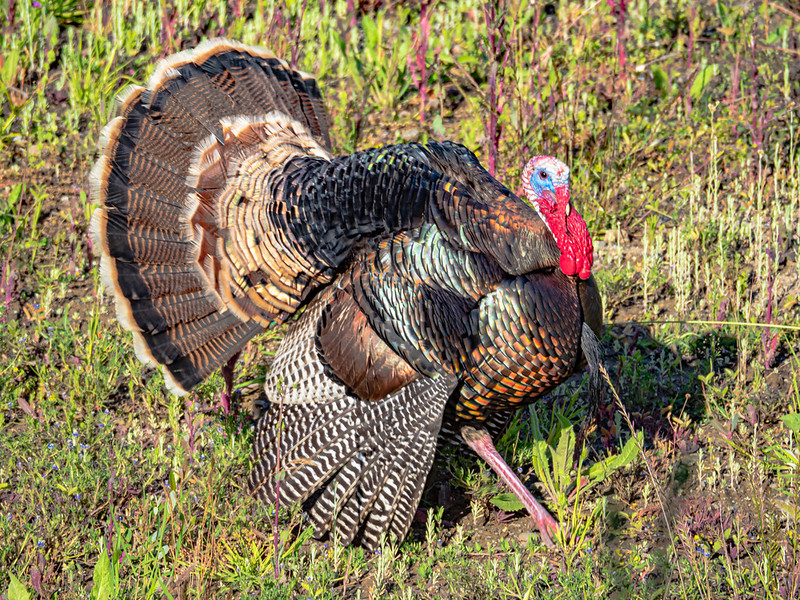 Wild Turkey